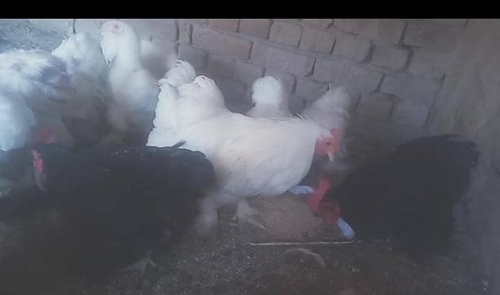 bantam goldan buff 0