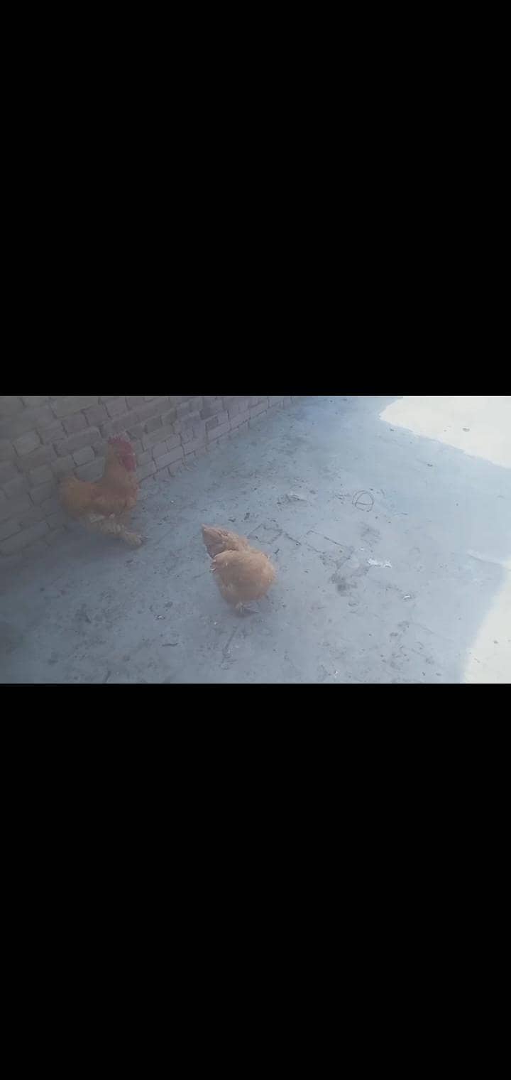 bantam goldan buff 2