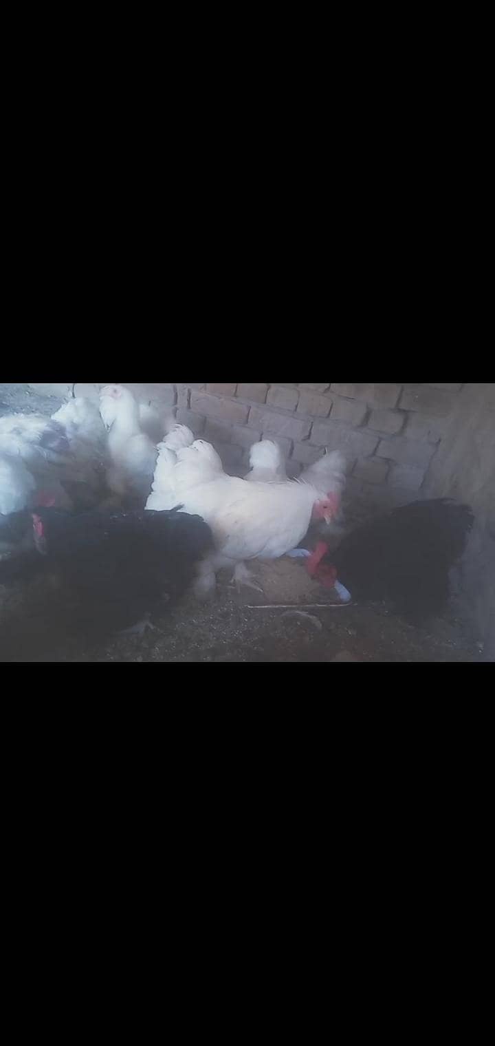 bantam goldan buff 3