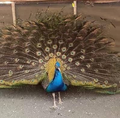 Indian Blue Peacock — For Sale