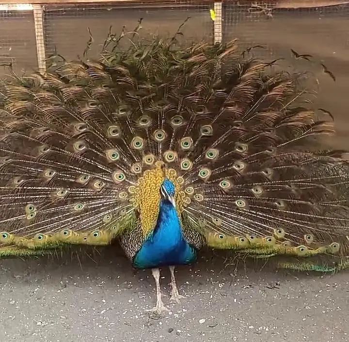Indian Blue Peacock — For Sale