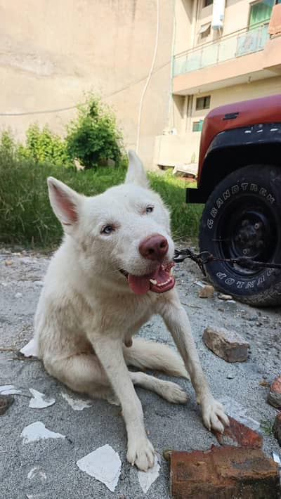 Fully tame white siberian husky male