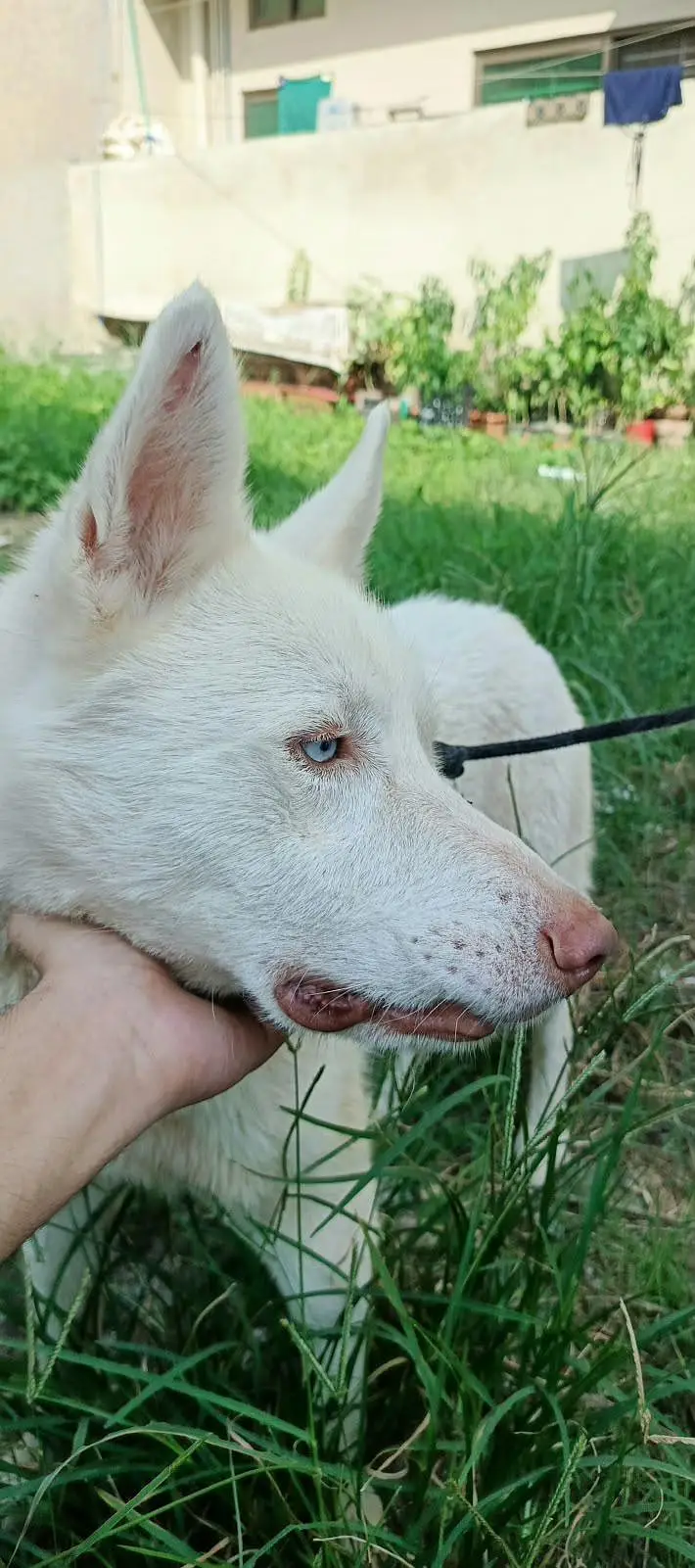 Fully tame white siberian husky male — photo 2
