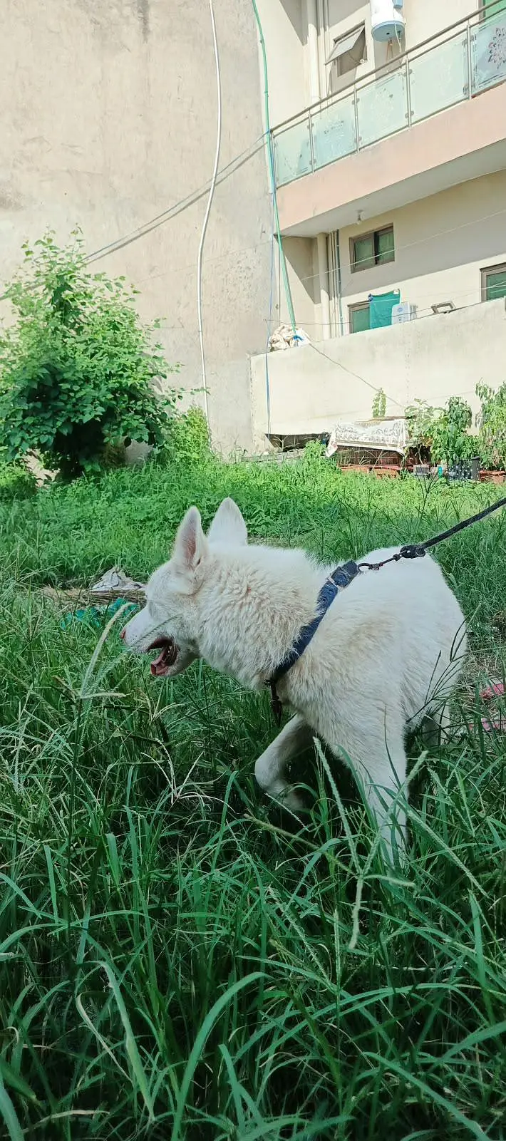 Fully tame white siberian husky male — photo 3