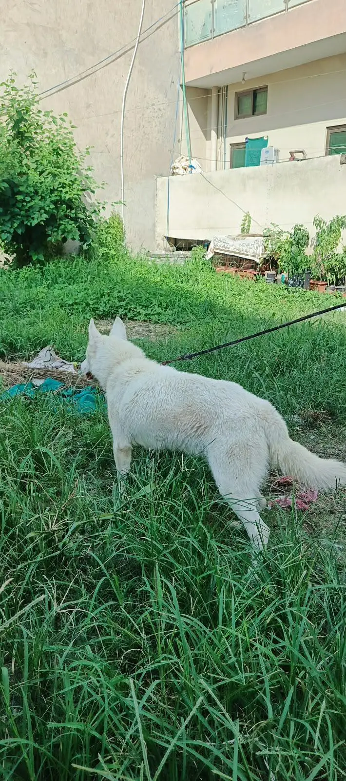 Fully tame white siberian husky male — photo 4