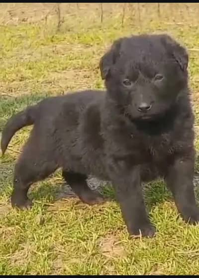 black German Shepherd female for sale