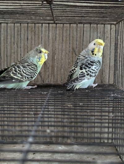 Crusted buggies 2 female split hagoromo