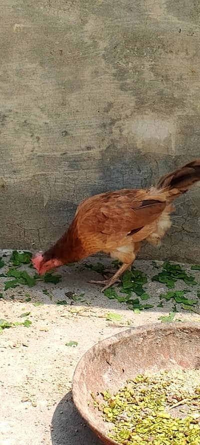 golden misri hens