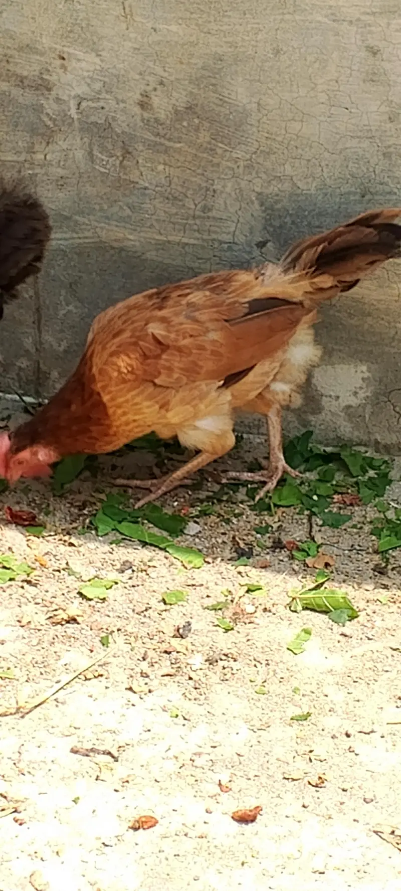 golden misri hens — photo 2