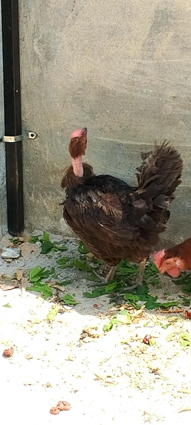 golden misri hens — photo 3