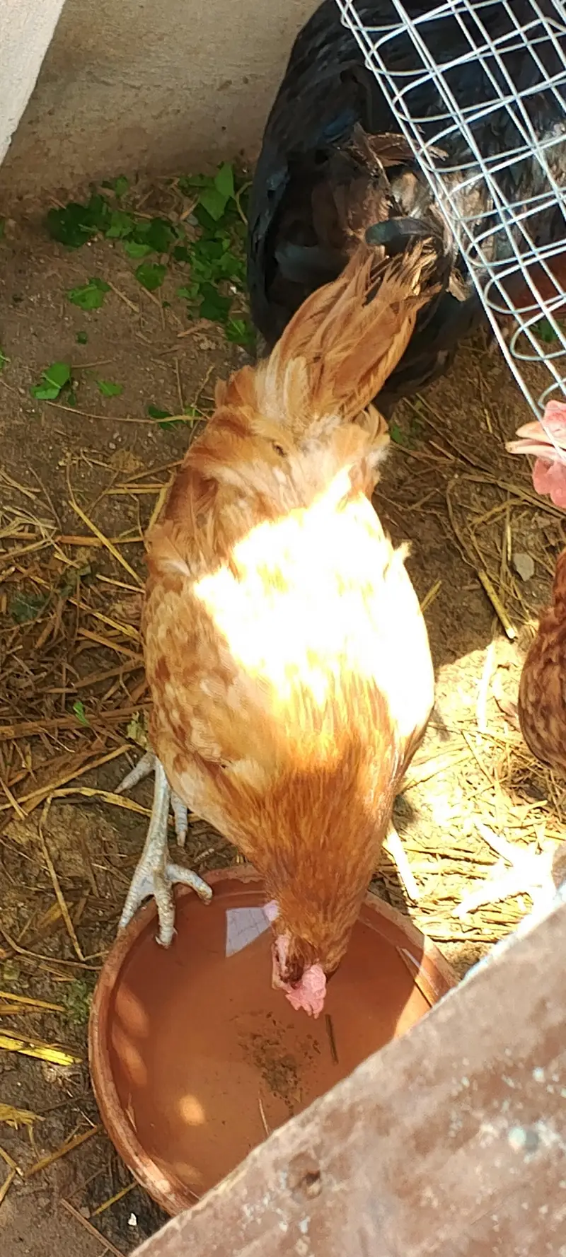 golden misri hens — photo 4
