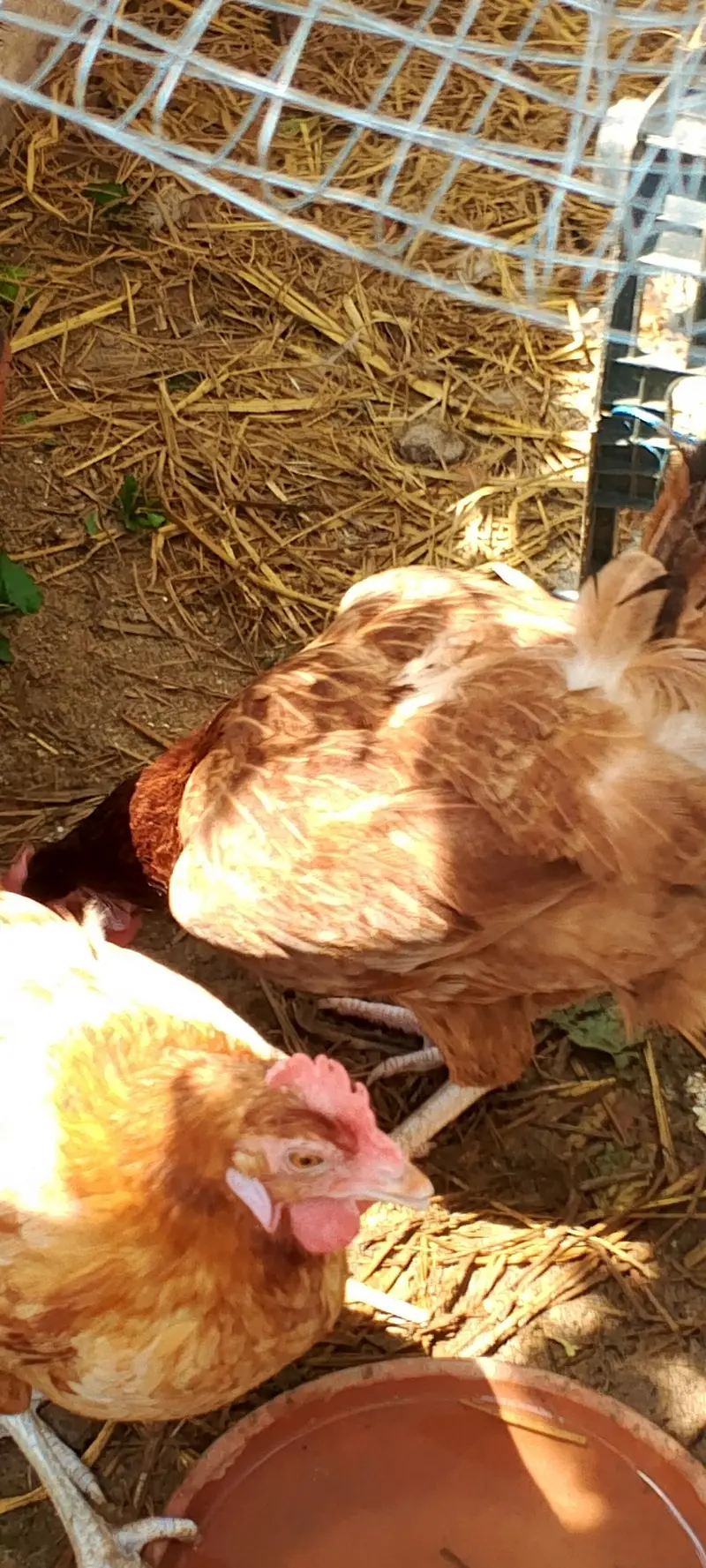 golden misri hens — photo 5