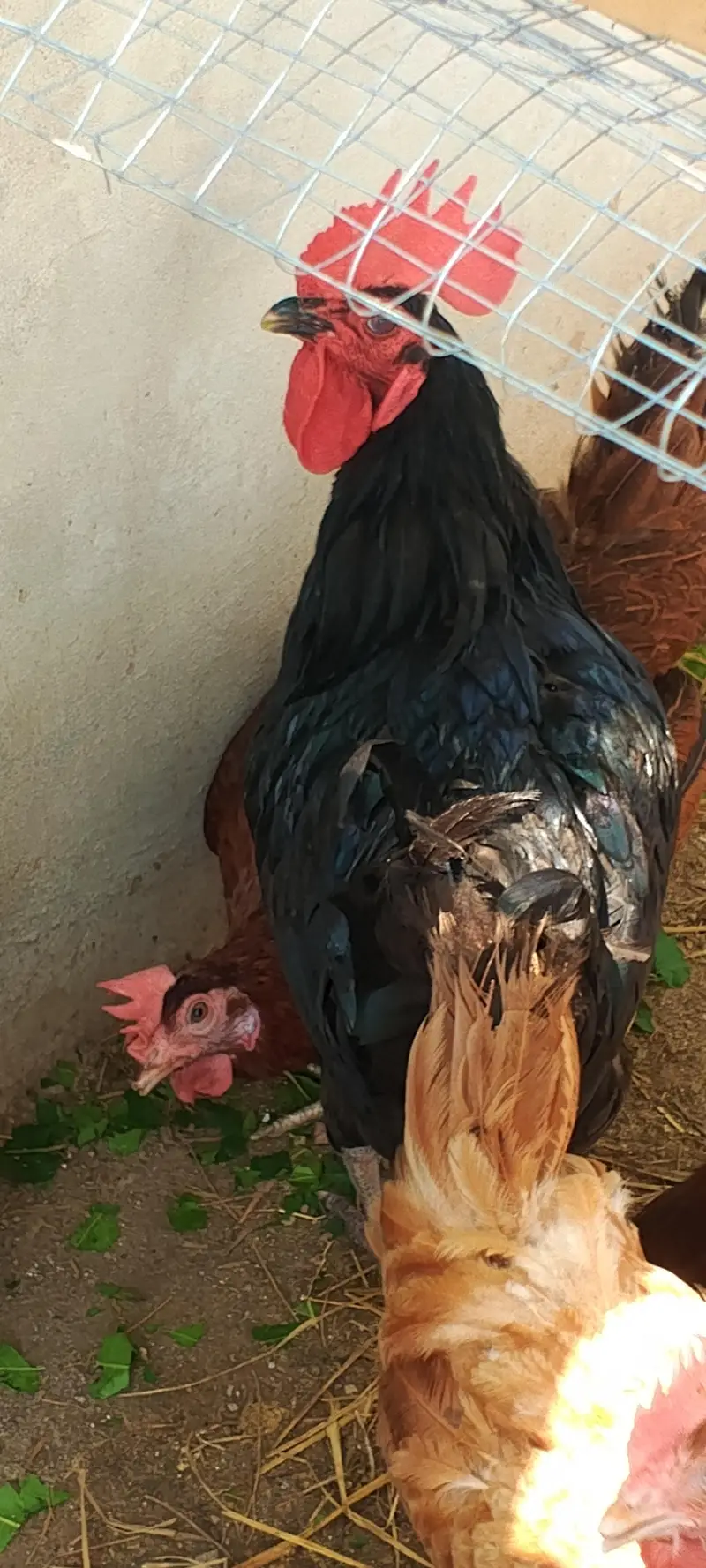 golden misri hens — photo 6