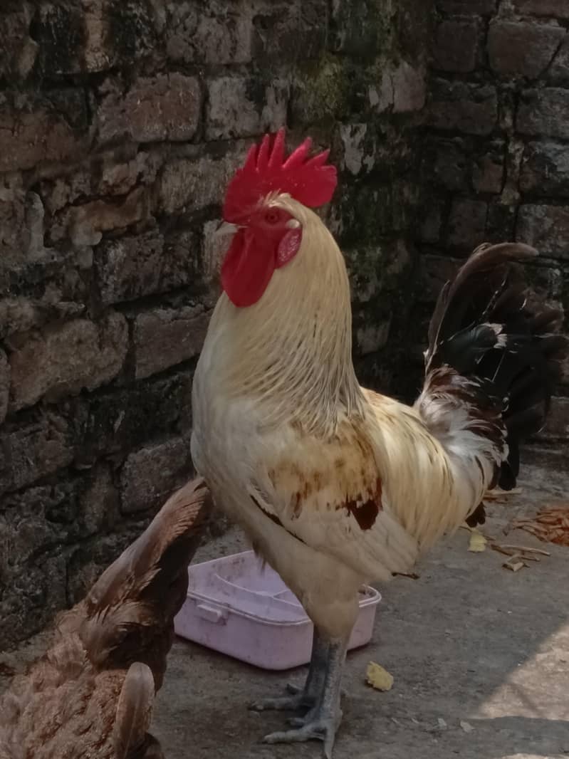 Desi Murga 0