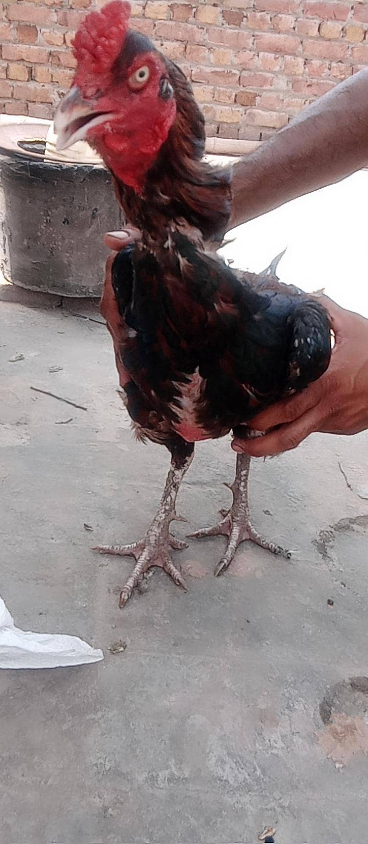 aseel murga 1