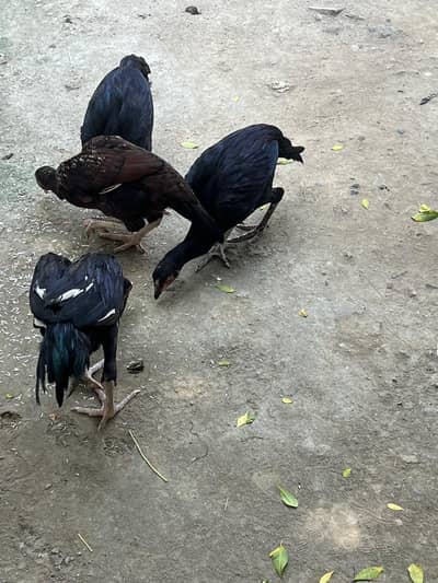 Aseel pathy pathiyan for sale