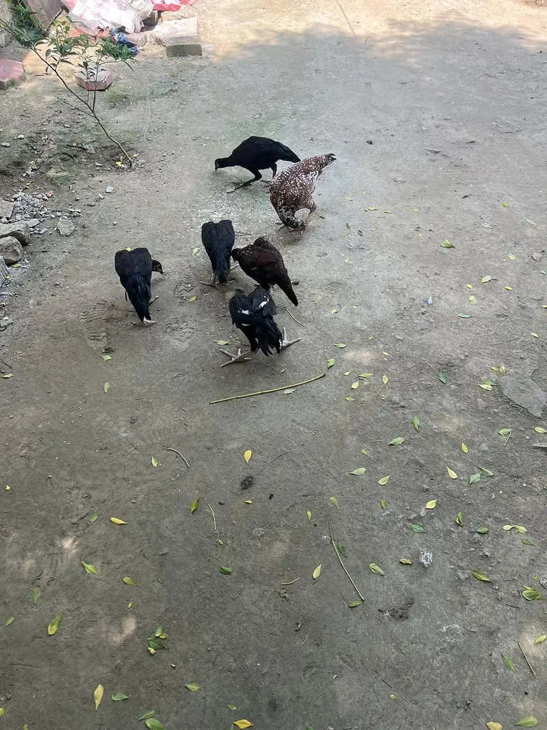 Aseel pathy pathiyan for sale — photo 2