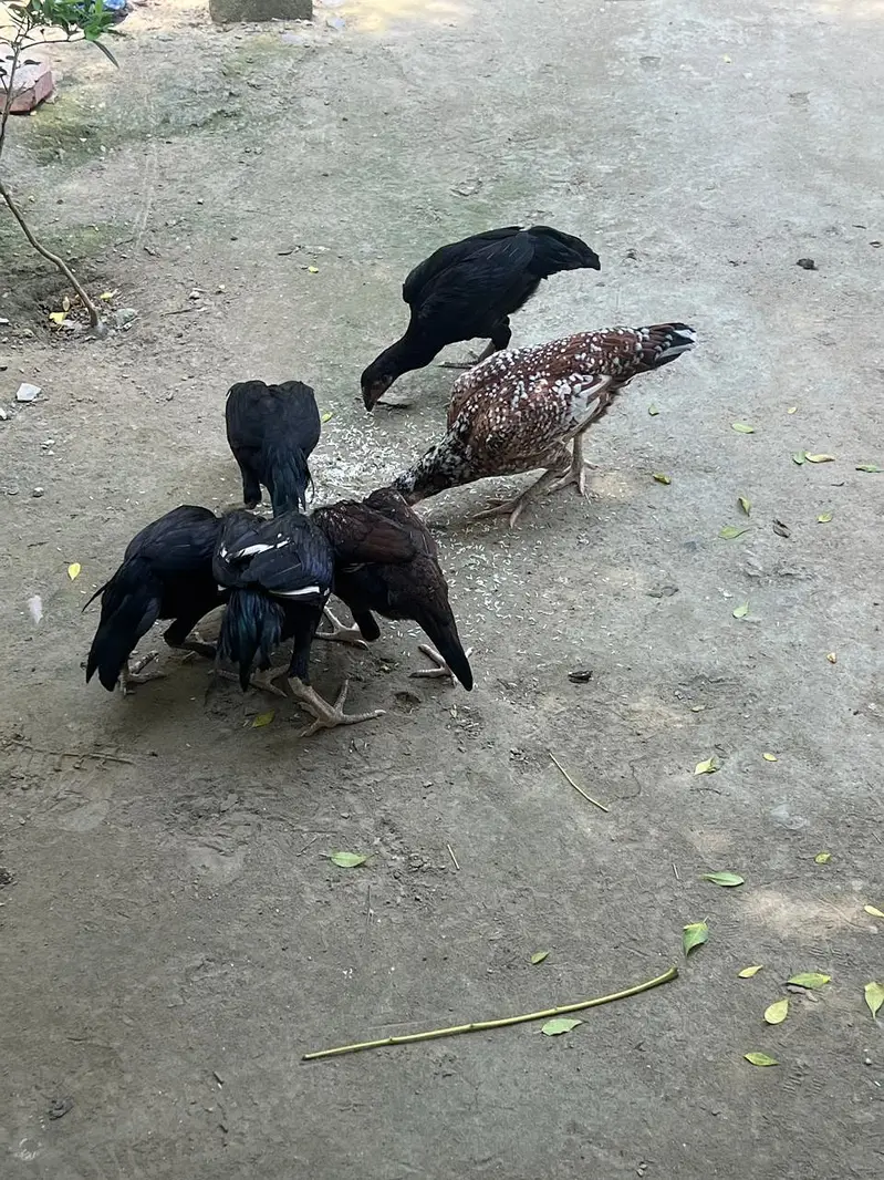 Aseel pathy pathiyan for sale — photo 3