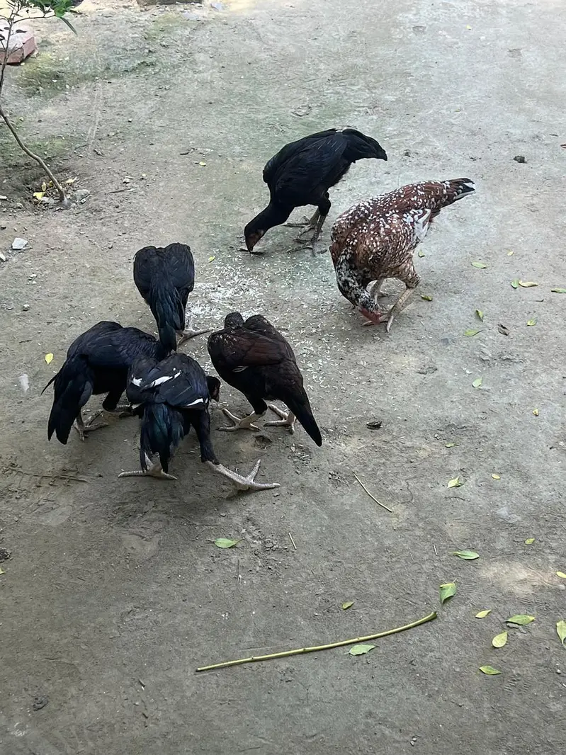 Aseel pathy pathiyan for sale — photo 4