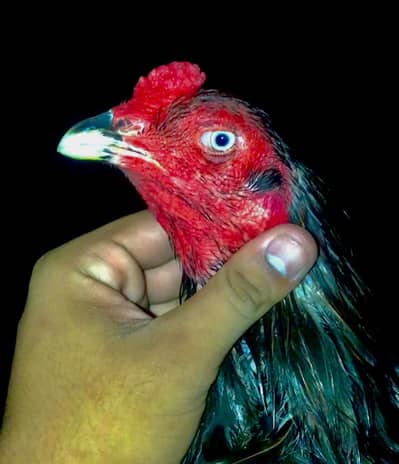 Panus Male or Panus + Nawab walay kalay 2 females For Sale