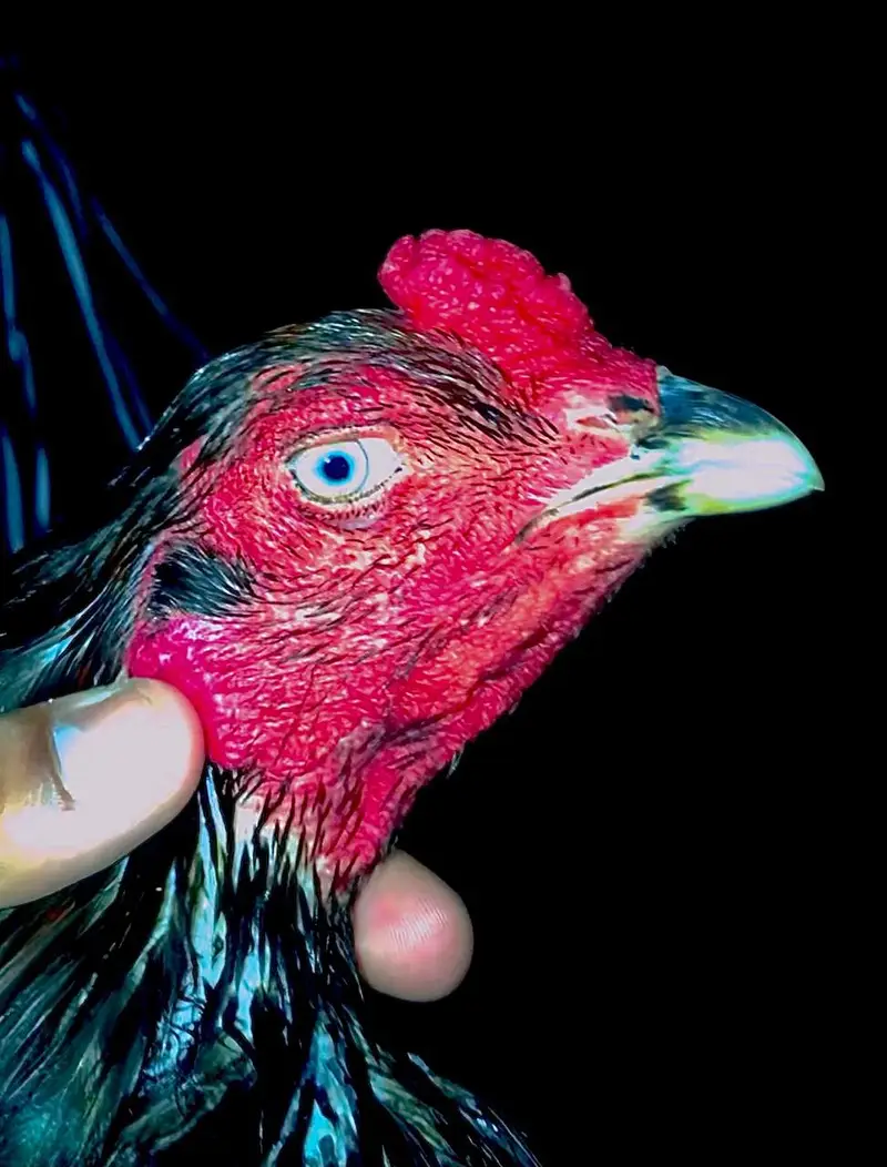 Panus Male or Panus + Nawab walay kalay 2 females For Sale — photo 2