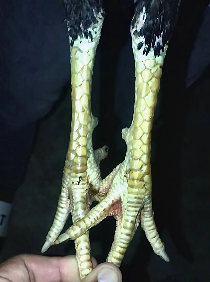 Panus Male or Panus + Nawab walay kalay 2 females For Sale — photo 3
