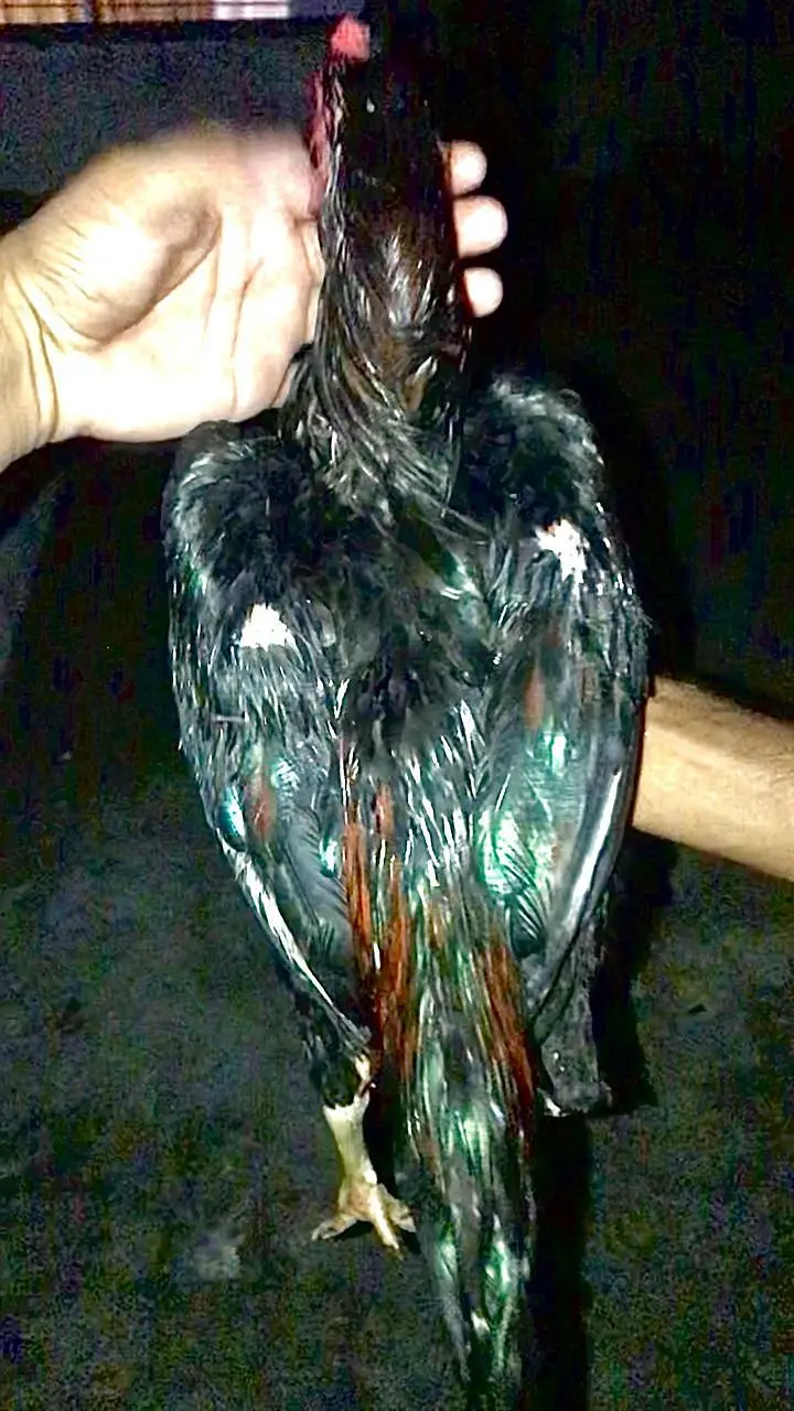 Panus Male or Panus + Nawab walay kalay 2 females For Sale — photo 4
