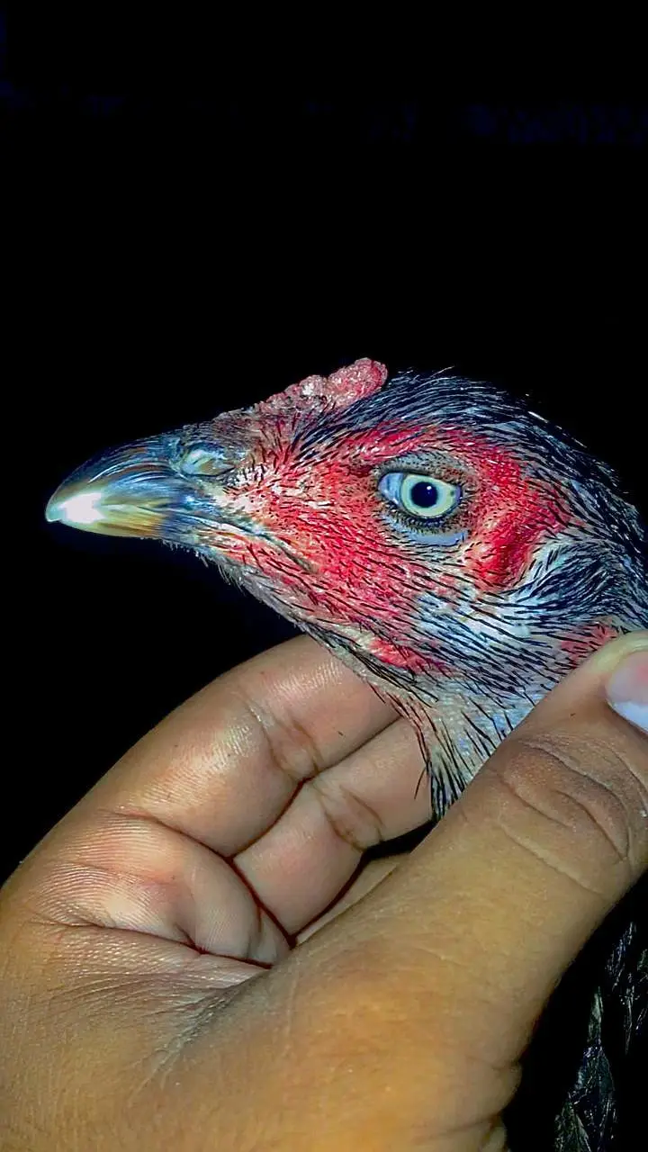 Panus Male or Panus + Nawab walay kalay 2 females For Sale — photo 5