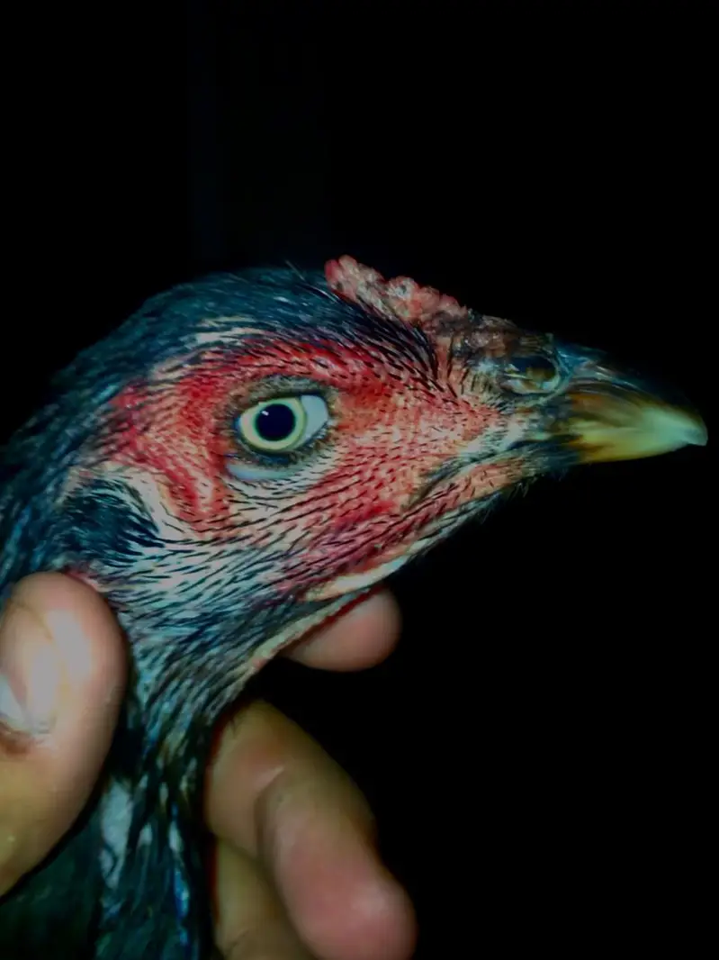Panus Male or Panus + Nawab walay kalay 2 females For Sale — photo 6
