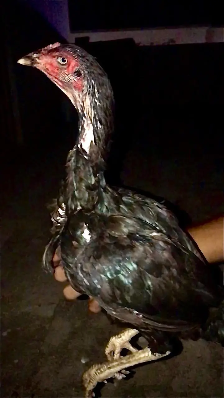 Panus Male or Panus + Nawab walay kalay 2 females For Sale — photo 8
