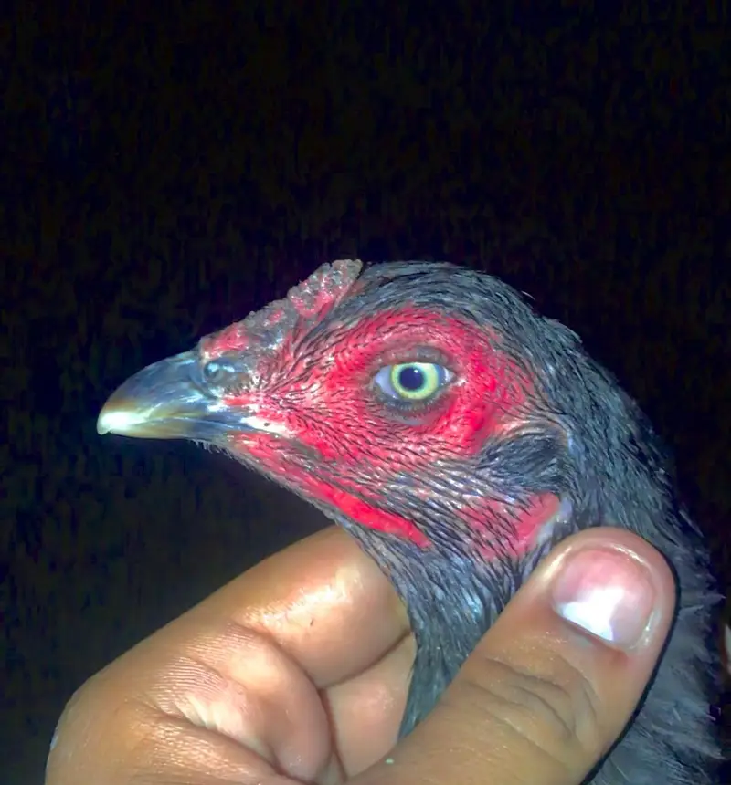 Panus Male or Panus + Nawab walay kalay 2 females For Sale — photo 9