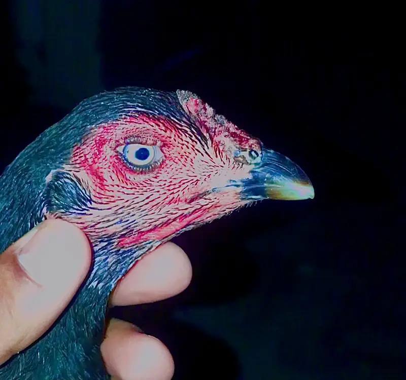 Panus Male or Panus + Nawab walay kalay 2 females For Sale — photo 10