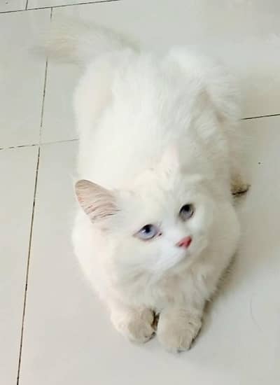  Coco – Beautiful White Persian Male Cat for Sale
