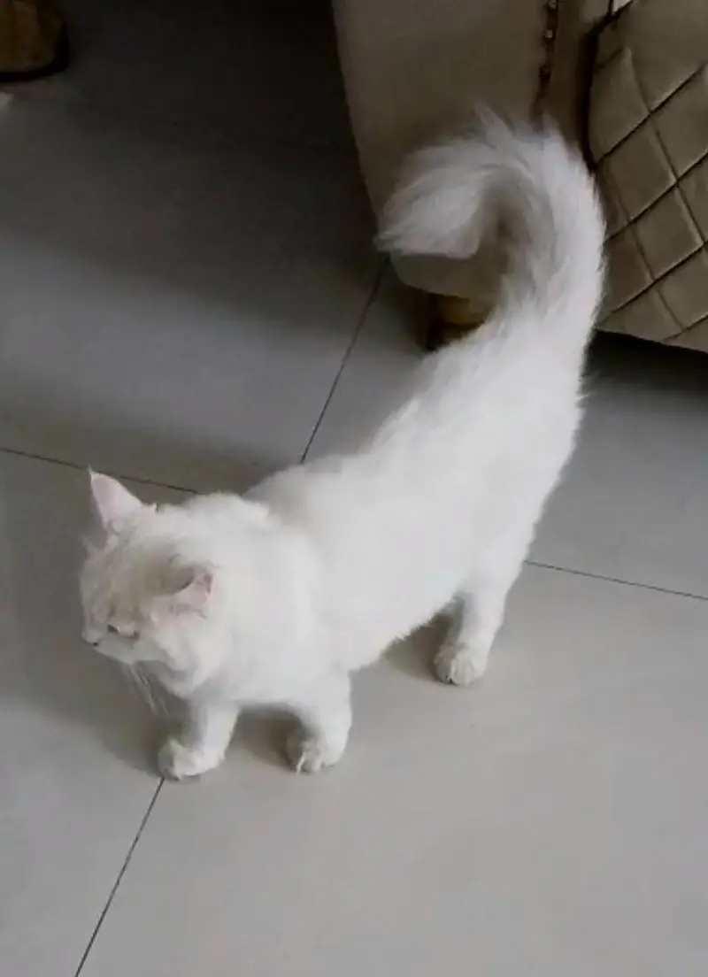  Coco – Beautiful White Persian Male Cat for Sale — photo 2