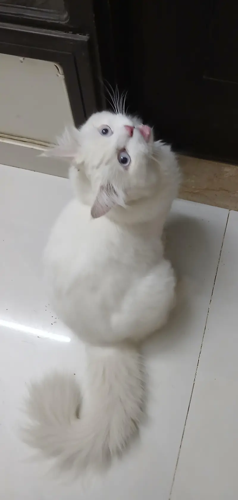  Coco – Beautiful White Persian Male Cat for Sale — photo 3