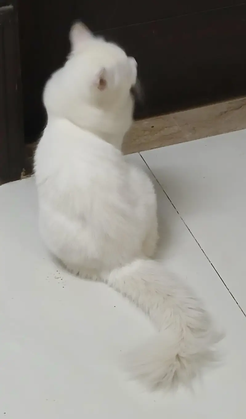  Coco – Beautiful White Persian Male Cat for Sale — photo 4
