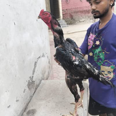 Asheel murga