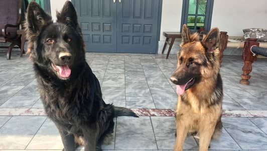 German shepherd breeder pair