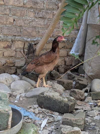 Aseel mianwali