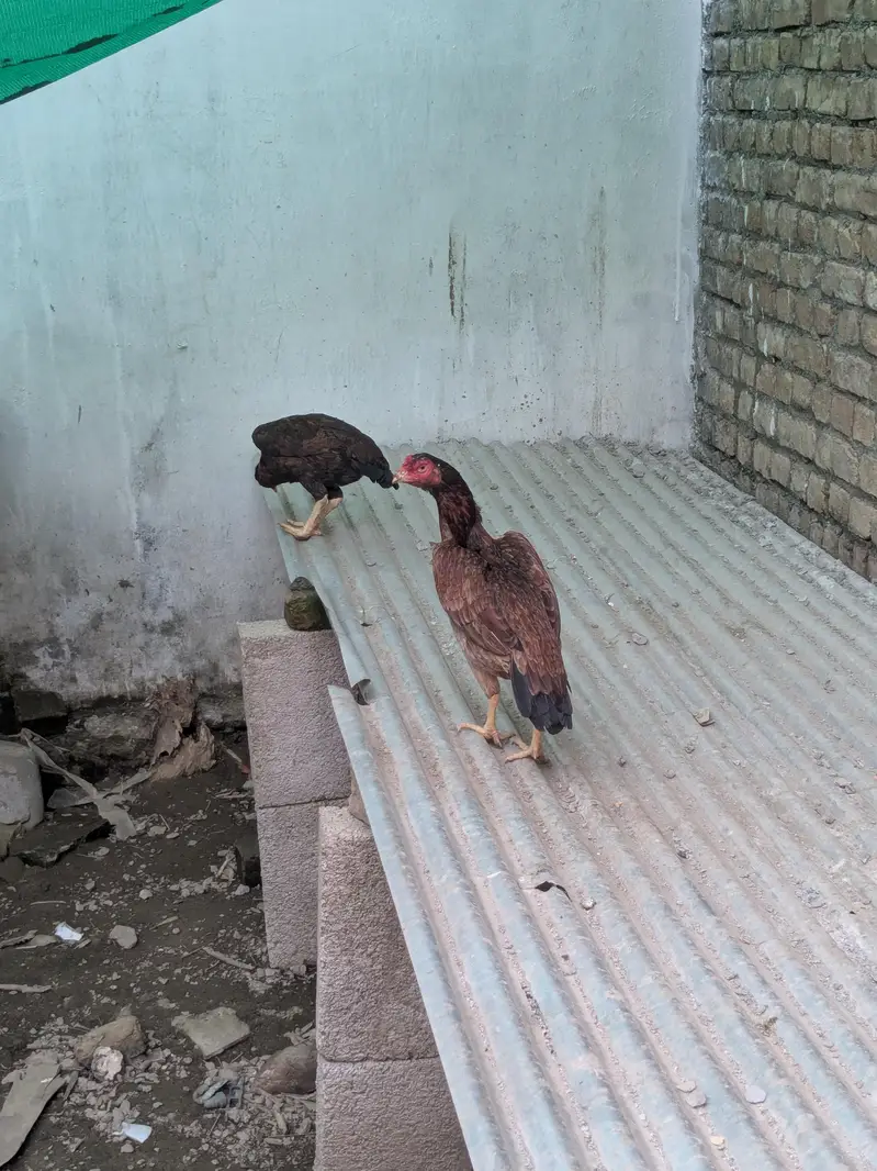 Aseel mianwali — photo 2