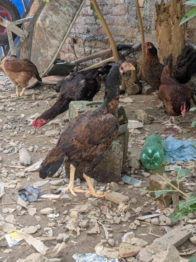 Aseel mianwali — photo 3