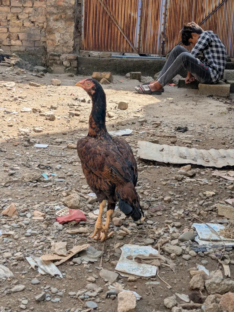 Aseel mianwali — photo 4