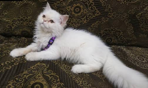 persion female kitten punch face white