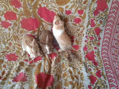 Rabbit Pair With 3 Bunny For Sale