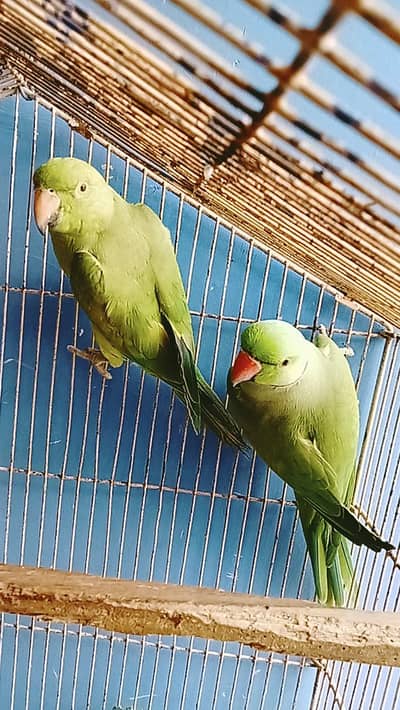 Ring neck wild breeder pair for sale