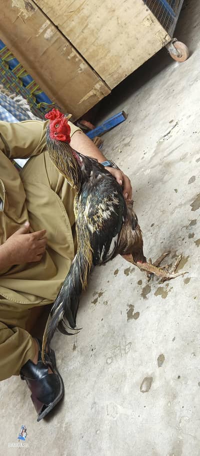 aseel murga 03033512480