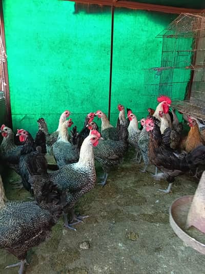 australorp