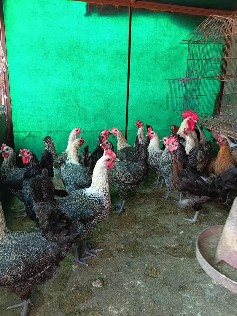 australorp 0