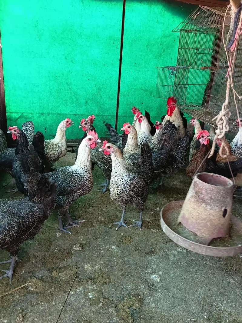 australorp — photo 2