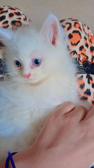 Persian , triple coated, hazel blue eyes